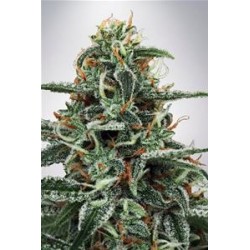 WHITE WIDOW * MINISTRY SEEDS 5 SEMI FEM