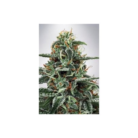 WHITE WIDOW * MINISTRY SEEDS 5 SEMI FEM