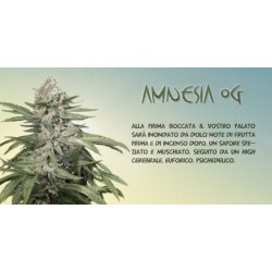 Amnesia OG