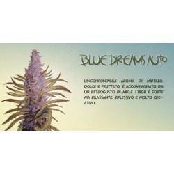 Blue Dreams Auto