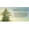 Cheese 3.0 Auto