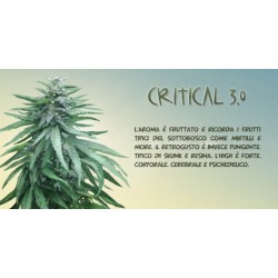 Critical 3.0