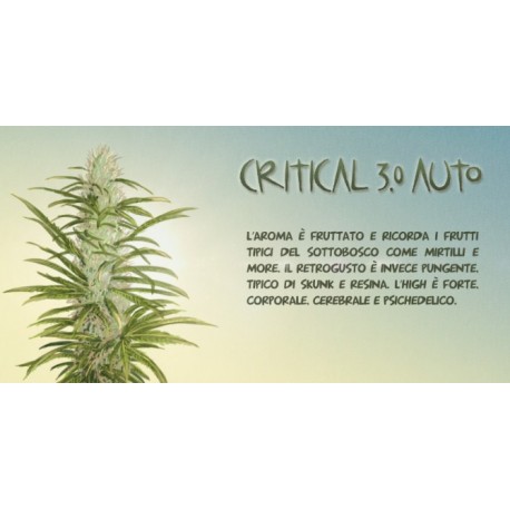 Critical 3.0 Auto