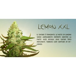Lemon XXL