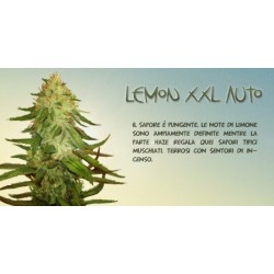 Lemon XXL Auto