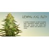 Lemon XXL Auto