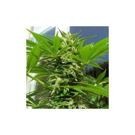 AK-48 * NIRVANA FEMINIZED 10 SEMI FEM 