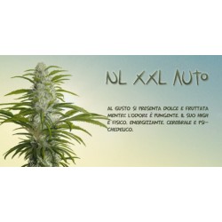NL XXL Auto