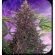 BUDDHA PURPLE KUSH AUTO* BUDDHA SEEDS 5 SEMI FEM