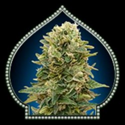 AUTO AFGHAN MASS * 00SEEDS 5 SEMI FEM