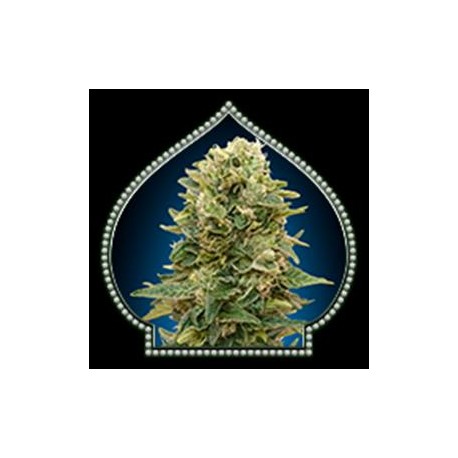 AUTO AFGHAN MASS * 00SEEDS 5 SEMI FEM