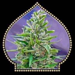 AUTOFLORACION MIX * 00SEEDS 5 SEMI FEM