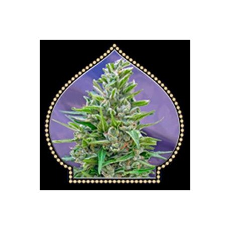 AUTOFLORACION MIX * 00SEEDS 5 SEMI FEM