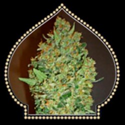 CHEESE BERRY * 00SEEDS 5 SEMI FEM