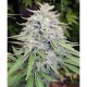 BANGI HAZE * ACE SEEDS 10 SEMI REG