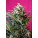 BIG DEVIL XL AUTO * SWEET SEEDS FEMINIZED 5 SEMI