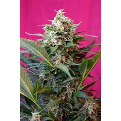 BIG DEVIL XL AUTO * SWEET SEEDS FEMINIZED 5 SEMI