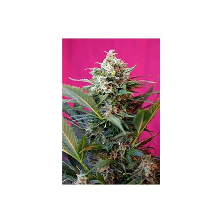 BIG DEVIL XL AUTO * SWEET SEEDS FEMINIZED 5 SEMI