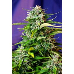 JACK 47 AUTO * SWEET SEEDS FEMINIZED 3 SEMI 