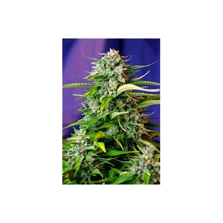 JACK 47 AUTO * SWEET SEEDS FEMINIZED 3 SEMI 