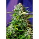 JACK 47 AUTO * SWEET SEEDS FEMINIZED 5 SEM