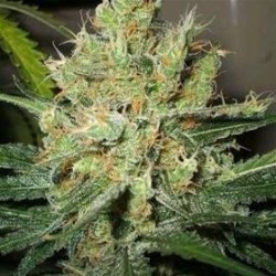 PURE POWER PLANT * NIRVANA FEMINIZED 5 SEMI