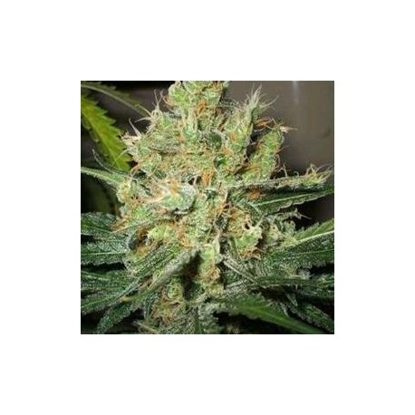 PURE POWER PLANT * NIRVANA FEMINIZED 5 SEMI