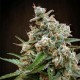 NEPALESE JAM * ACE SEEDS 5 SEMI FEM