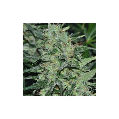 MALAWI * ACE SEEDS 10 SEMI REG