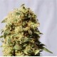 AK BIO * BIOLOGICAL SEEDS 5 SEMI