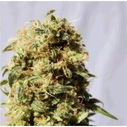 AK BIO * BIOLOGICAL SEEDS 5 SEMI