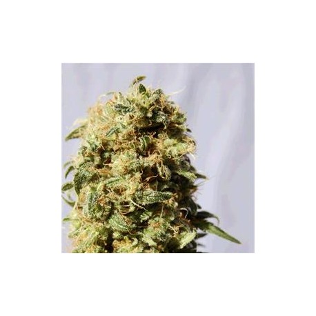 AK BIO * BIOLOGICAL SEEDS 5 SEMI