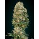 AFGHAN SKUNK * ADVANCED SEEDS 3 SEMI FEM