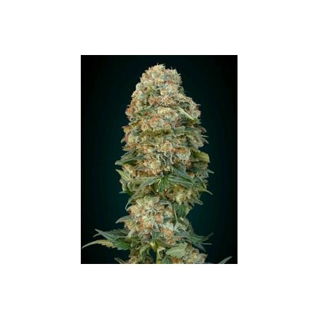 AFGHAN SKUNK * ADVANCED SEEDS 3 SEMI FEM