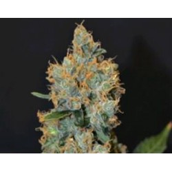 LAVENDER * CBD SEEDS 6 SEMI FEM