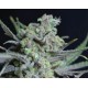 CRITICAL * CBD SEEDS 6 SEMI FEM