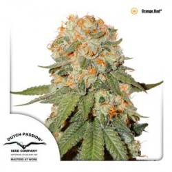 ORANGE BUD ® * DUTCH PASSION 5 SEMI FEM