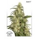 SKUNK # 11 ® * DUTCH PASSION 5 SEMI FEM