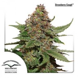 STRAWBERRY COUGH ® * DUTCH PASSION 5 SEMI FEM 