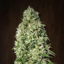 ORIENT EXPRESS * ACE SEEDS 5 SEMI FEM