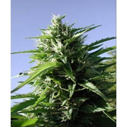 TIKAL * ACE SEEDS 5 SEMI FEM