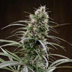 CONGO * ACE SEEDS 10 SEMI REG