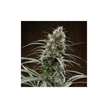 CONGO * ACE SEEDS 10 SEMI REG