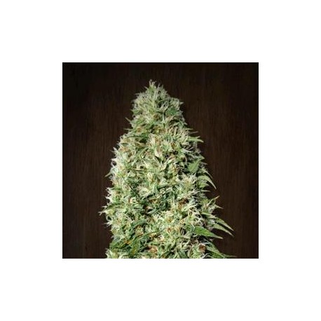 ORIENT EXPRESS * ACE SEEDS 10 SEMI REG