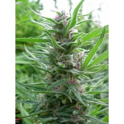 PANAMA * ACE SEEDS 10 SEMI REG