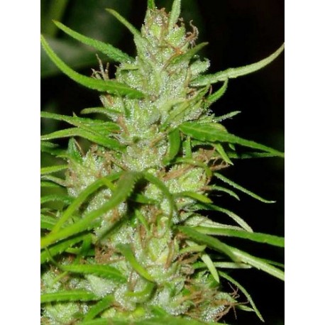 TIKAL * ACE SEEDS 10 SEMI REG