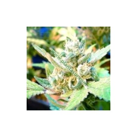 CHEESE * BIG BUDDHA SEEDS 10 SEMI FEM 