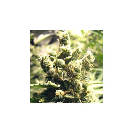 CHEESUS * BIG BUDDHA SEEDS 5 SEMI FEM