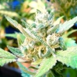 CHEESE * BIG BUDDHA SEEDS 5 SEMI FEM 