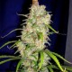 DESTROYER * CANNABIOGEN 5 SEMI FEM